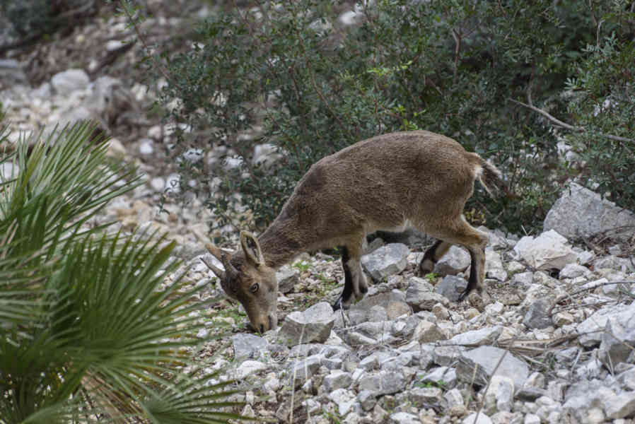 Muflón - Caminito del Rey - desfiladero de los Gaitanes - Málaga - Andalucía - España 2 .jpg